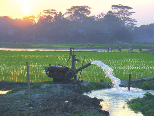 Because of natural and anthropogenic factors, rice fields in Bangladesh have high levels of arsenic, some of which is taken up by rice plants and passed on to the consumer. <strong>Photograph from Kai Udert/<em>Nature Geoscience</em>.</strong>