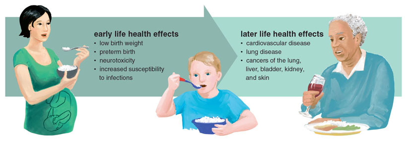 When a developing fetus or young child is chronically exposed to arsenic, some health effects may develop quickly, but others may not show up until later in life. <strong>Stephanie Freese</strong>