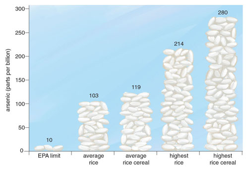 In a 2013 FDA study, all of the 486 samples of rice were above the EPA’s limit for drinking water. The highest level reached almost 25 times the maximum level allowed by the EPA in drinking water. <strong>Data from U.S. Food and Drug Administration, 2013. Illustration by Stephanie Freese.</strong>