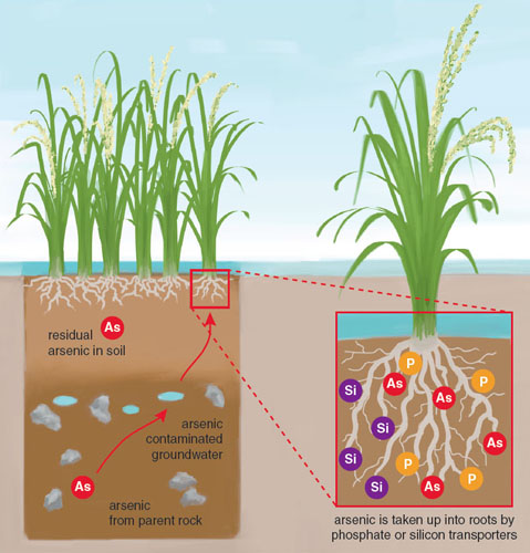 Cadmium dissertation in natural speciation water
