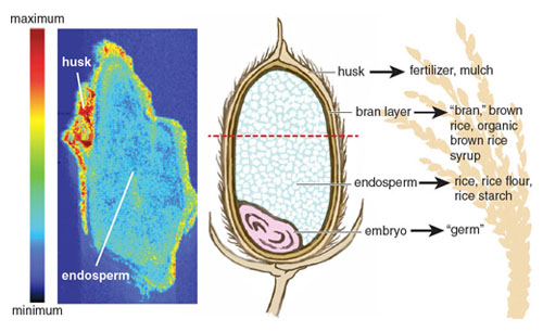 Inorganic arsenic especially accumulates in the rice grain’s outer husk and bran layer. Through an elemental and isotopic imaging technique called <em>laser ablation inductively coupled plasma mass spectrometry</em>, the image on the left shows arsenic content in a sliced cross-section of an immature grain of rice (<em>indicated by red-dotted line on right</em>). The image on the right shows the way different parts of the rice grain are used. Rice products that retain the nutrient-rich outer layers of rice also tend to have higher inorganic arsenic content. <strong>Image on left from A.-M. Carey, et al. <em>Analytical and Bioanalytical Chemistry</em> 402:3275. Illustration by Stephanie Freese</strong>