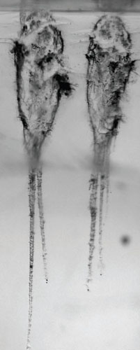 Particles from the comet Wild 2 left these centimeter-long tracks in <em>Stardust</em>'s aerogel. <strong>Image courtesy of NASA.</strong>