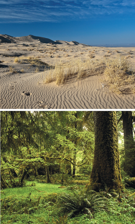 Kelso Dunes (<em>top</em>), a 120-square-kilometer dune field in the Mojave Desert, can grow eerily silent when the winds die down. Olympic National Park (<em>bottom</em>) in Washington state is home to a secluded spot that an acoustic ecologist has dubbed “one square inch of silence.” <strong>Top photograph courtesy of Mike Baird, Morro Bay, USA; bottom photograph courtesy of the National Park Service.</strong>