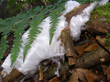 Hair-ice formation. <strong>Courtesy of Christian Mätzler and Gisela Preuss.</strong>