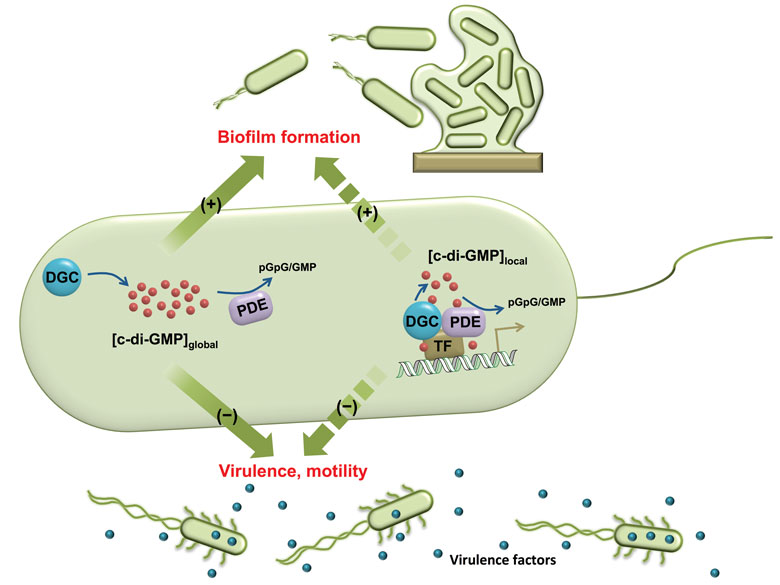 The actions of a bacterium are governed by chemical signaling pathways that connect it to its neighbors and its environment. One prominent type of signaling molecule is cyclic dinucleotide (abbreviated here as c-di-GMP), and the activation of this signal can regulate a series of internal reactions in a bacterium that determine whether it will link up with its neighbors and form a biofilm, or emit virulence factors that can cause disease symptoms. Targeting such signaling pathways may provide a new mechanism of controlling bacterial infections. <strong>Image courtesy of Yue Zheng and Herman O. Sintim, from Y. Zheng et al, 2016, <em>Chemical Science</em> 7: 6238–6244.</strong>