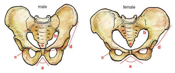 Human Pelvic Bone Anatomy : Pelvic Girdle High Res Stock Images