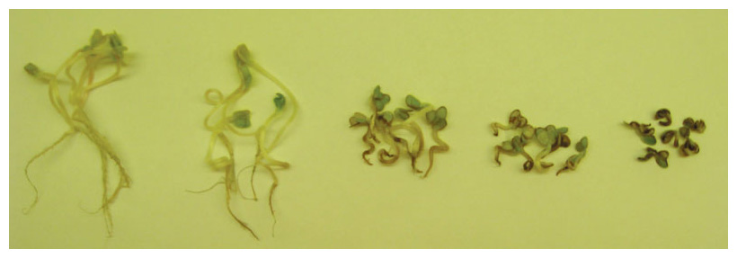 Radish shoots incubated with increasing levels of copper oxide nanoparticles (<em>from left to right</em>) exhibit rising rates of genetic and structural damage. <strong>Image courtesy of Huanhua Wang, University of Massachusetts, Stockbridge School of Agriculture.</strong>
