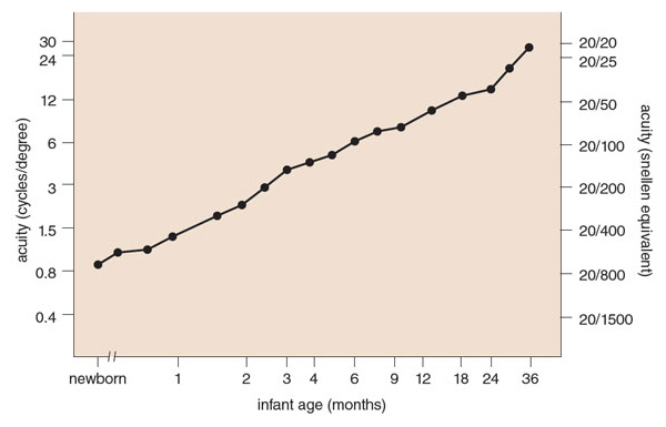 Visual acuity of infants is often measured in terms of the number of regularly spaced black-and-white grating bars an infant can reliably respond to. The finer the bars in the grating, the more cycles (pairs of black and white bars) per degree of visual angle there are (<em>left axis; all numbers in log scale</em>). Adult grating acuity is about 30 cycles per degree. Babies are born with an acuity of 1 to 2 cycles per degree, but rapidly mature to about half of an adult’s level by the age of 2 years, and children reach adult acuity by the age of 3 to 5 years. <strong>Adapted from D. Y. Teller and J. A. Movshon, <em>Vision Research</em> 26:1483.</strong>