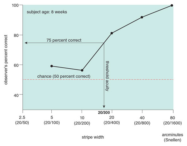 An infant’s visual acuity is estimated from a curve called a <em>psychometric function</em>, depicted here for an 8-week-old infant. The graph shows the observer’s percent correct (<em>y-axis</em>) for each of five different gratings with bar widths of 5, 10, 20, 40, and 80 arcminutes, corresponding to Snellen eye chart values of 20/100, 20/200,20/400, 20/800, and 20/1600 (<em>x-axis</em>). For the coarse gratings, the observer’s percent correct was highly significantly above chance performance (as high as 100 percent correct). For finer gratings, performance dropped to near chance (50 percent correct). The threshold bar width, or acuity, was defined as the bar width that would have yielded 75 percent correct. The acuity estimate for this 8-week old infant was 20/300, about 15 times worse than normal adult acuity of 20/20. <strong>Adapted from D. Y. Teller, 1979.</strong>