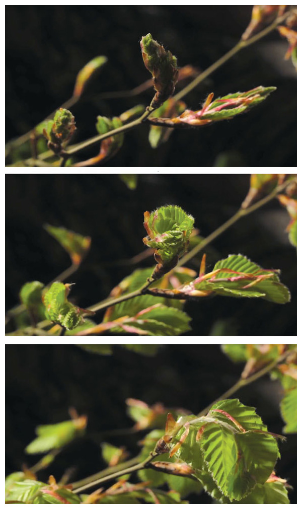 The unfurling of leaves in spring is an exciting time of awakening in temperate forests, emblematic of new beginnings. As the climate warms, leaves are emerging earlier, but not everything that depends on leaves is changing as quickly or in the same way. <strong>Images courtesy of Neil Bromhall, https://youtu.be/2nUi-kmr-8k</strong>