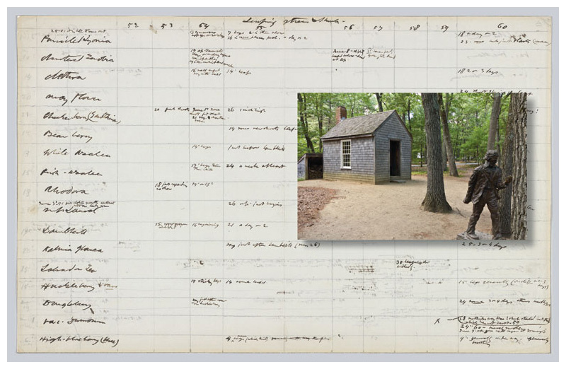 Nature writer Henry David Thoreau’s unpublished field notes from the 1850s document the timing of springtime budburst for trees and shrub species during his walks around Walden Pond, where he wrote his most famous work (inset), and Concord, Massachusetts. <strong>Photograph of field notes from the Morgan Library & Museum; inset photograph from Wikimedia Commons.</strong>