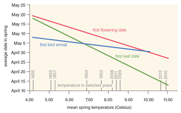 Comparison of Thoreau’s records to recent data shows that, overall, wildflowers are blooming and leaves are unfurling earlier in the spring today than in the 1850s. Combined with long-term records of bird migrations, which are responding to climate change at a much slower pace, these trends show that schedules can become mismatched. <strong>Data from E. R. Ellwood, et al., PLoS ONE 8:e53788; E. R. Ellwood, R. B. Primack, and M. L. Talmadge, The Condor 112:754; C. Polgar, et al., Biological Conservation 160:25; C. Polgar, A. Gallinat, and R. B. Primack, New Phytologist 202:1413.</strong>
