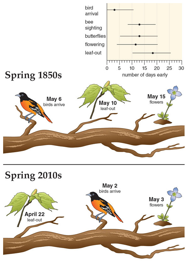 Using data from various studies, plants and insects are estimated to have shifted their spring timing more than migratory birds (<em>top</em>). Given an average spring warming of about 3.6 degrees Celsius in the Boston area since the 1850s, leaves emerge 18 days earlier and insects about 13 days earlier, but birds arrive only about 3 days early. In the 1850s, on average migratory birds arrived in Concord about 4 days before most of the trees and shrubs put on leaves. Today, the schedules of plants and birds are shifted earlier overall, but on average trees and shrubs put on leaves 10 days before migratory birds arrive. <strong>Illustration by Barbara Aulicino; data from E. R. Ellwood, et al., PLoS ONE 8:e53788; E. R. Ellwood, R. B. Primack, and M. L. Talmadge, The Condor 112:754; C. Polgar, et al., Biological Conservation 160:25; C. Polgar, A. Gallinat, and R. B. Primack, New Phytologist 202:1413.</strong>