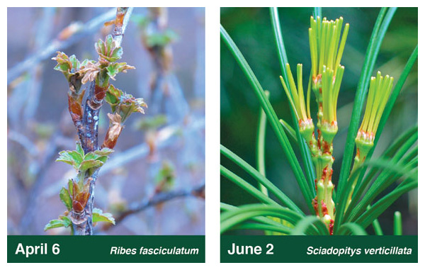 Species differ in their timing of leaf out (as shown by the currant on the left and the umbrella pine on the right) and in their responses to warming. Winter length and temperature (and, more rarely, day length) each can cue springtime leaves to emerge. Plants that leaf out early tend to be more sensitive to warming temperatures. <strong>Photographs courtesy of the authors.</strong>