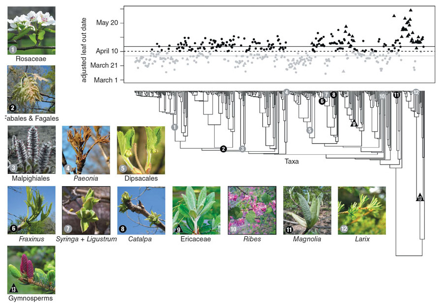 Regardless of location throughout the world, species tend to leaf out in the same order, even though the timing of budburst may vary considerably in different climates. In this figure, the dotted line is the mean date of leaf emergence for all species in this evolutionary tree. The solid black line indicates the date above which species leaf out significantly later than the average; the gray line indicates the date below which species leaf out earlier. So, black and gray dots represent species that leaf out late or early, respectively, a trait that tends to be consistent. Circles are deciduous species; triangles are evergreen. Numbers correspond to pictured clades. <strong Adapted from Z. A. Panchen, et al., New Phytologist 203:1208.</strong>