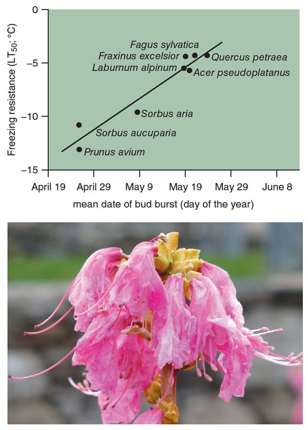 Species that leaf out early tend to have more freezing resistance than those that leaf out later. Because springtime temperatures are becoming warmer and more variable, though, damage from late frosts is becoming more common as all species leaf out earlier than they did a century ago, as illustrated by this azalea (below) that suffered frost damage after warm spring temperatures caused it to flower earlier than normal. <strong>Figure adapted from A. Lenz, et al., New Phytologist 200:1166; photograph courtesy of the authors.</strong>