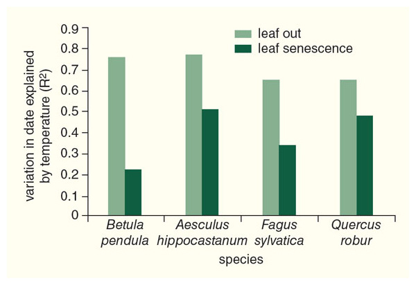 While temperature is the dominant predictor of springtime leaf emergence, its influence on autumn leaves is weaker. Many other environmental factors, including moisture, wind, and pests, influence when leaves change color and drop (called leaf senescence). <strong>Adapted from A. Menzel, Climate Change 57:243.</strong>