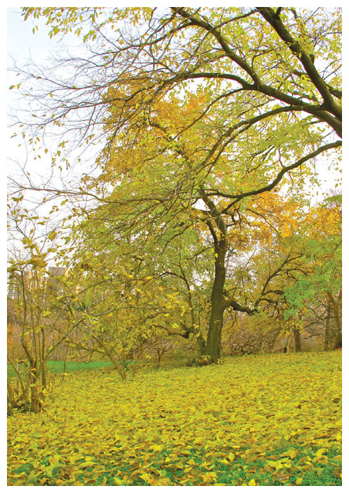 Research on the effects of climate change on autumn events in temperate forests is a particularly active area of research. For example, biologists are monitoring the leaf senescence times of mulberry trees at this botanical garden. <strong>Photograph courtesy of the authors.</strong>