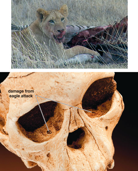Meat-Eating Among the Earliest Humans | American Scientist
