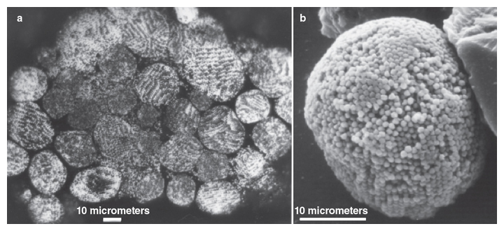  group of pyrite framboids (<em>a</em>) shows various ordering patterns of the individual pyrite crystals. A close-up of a single framboid (<em>b</em>) shows the typical subspherical form and partial ordering of the 0.001-millimeter pyrite crystals. <strong>From D. Rickard, 2012, <em>Sulfidic Sediments and Sedimentary Rocks</em>; courtesy of Elsevier.</strong>