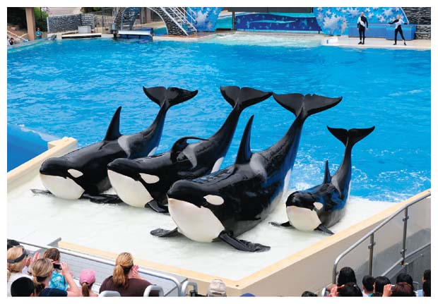 Documentaries are powerful platforms for confessing environmental transgressions. In <em>Blackfish</em> (2013), former SeaWorld trainers describe inhumane treatment of killer whales and come to terms with their own contributions to the whales’ suffering. Here, killer whales perform at SeaWorld San Diego’s Shamu Stadium. <strong>imageBROKER/Alamy Stock Photo</strong>