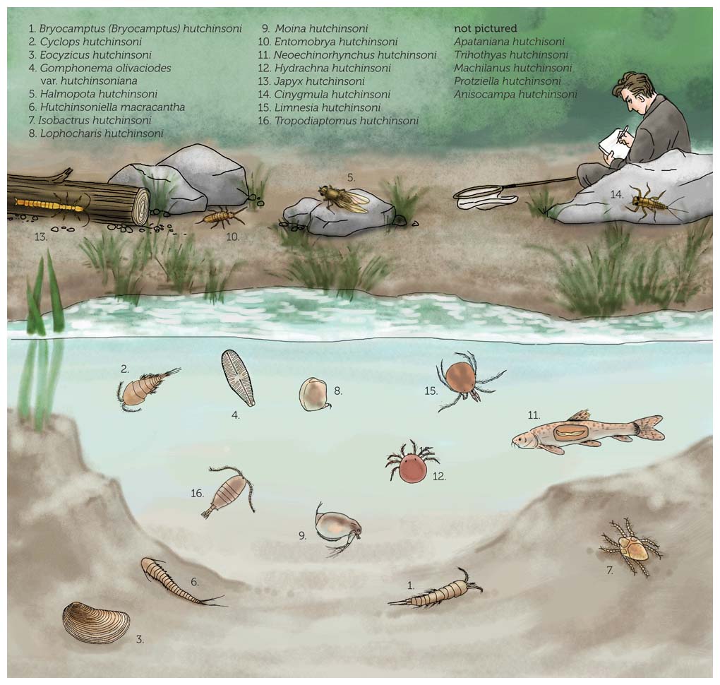 As a testament to G. Evelyn Hutchinson’s love of and foundation in natural history, many recognized species across a variety of taxa are named after him to honor his contributions to ecology. (Organisms are not drawn to scale.) <strong>Illustration by Stephanie A. Freese.</strong>