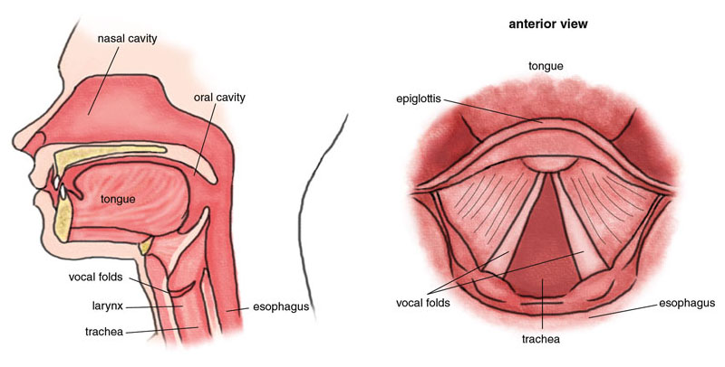 Pitch, the quality that makes a person's natural speaking vox deep or high, is adamant mainly past the size of the individual's vocal folds (or song cords). When nosotros speak, the air expelled through the larynx passes over the vocal folds, causing them to vibrate. Men's vocal folds tend to be longer and thicker than those of women, both because of the difference betwixt the sexes in boilerplate torso size and considering the male larynx enlarges at puberty; the longer and thicker vocal folds vibrate more slowly, creating a deeper vocal pitch. <strong>Analogy past Stephanie A. Freese</strong>