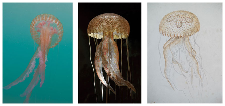 The Blaschkas were not only skilled artists, but they were also diligent about the accuracy of their glass models. For about a century, Blaschka models answered a real need in the biology lecture hall. Until the second half of the 20th century, global transport of living marine invertebrate specimens was challenging at best, and preserved specimens didn’t fare well. As shown in these images of the mauve stinger jellyfish (<em>Pelagia noctiluca</em>), the Blaschkas would first paint a detailed watercolor portrait (<em>right</em>) of a species before creating the glass model (<em>center</em>). For comparison, a live mauve stinger, photographed in the Mediterranean, is shown in the left-hand image. From <em>A Sea of Glass</em>. <strong>Photographs (left to right) Drew Harvell; Muséum d’Histoire Naturelle, Geneva; Rakow Research Library, Corning Museum of Glass, BIB ID: 122405</strong>