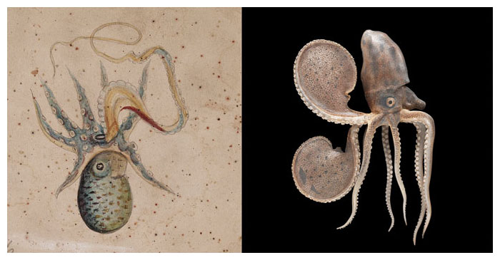 The Blaschkas’ watercolor portraits of marine invertebrates were essential to the process of modeling them in glass. On paper, the Blaschkas would experiment with capturing the precise coloration of a species and plan the fine anatomical details that made their models ring so true to their living counterparts. Here a Blaschka watercolor of a male argonaut (<em>Argonauta argo</em>) is shown (<em>left</em>) with their model of a female of the species (<em>right</em>). From <em>A Sea of Glass.</em> <strong>Photographs courtesy of Rakow Research Library, Corning Museum of Glass, BIB ID: 122439</strong>