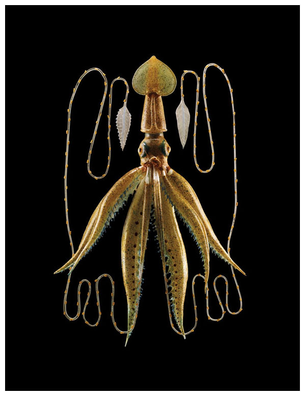 The long-armed squid (<em>Chiroteuthis veranyi</em>), represented here by a Blaschka glass model from the Natural History Museum of Ireland, uses its long, coiling arms to capture prey. Drew Harvell explains that the squid “contracts muscles to increase its internal fluid pressure, allowing it to squirt out those arms at high speed and nab a passing fish.” From <em>A Sea of Glass</em>. <strong>Guido Mocofico/Natural History Museum of Ireland</strong>