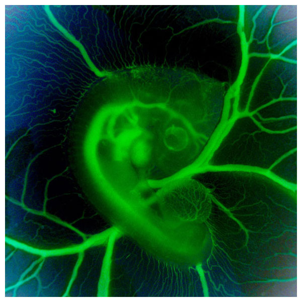 Branching blood vessels pull in nutrients from the yolk surrounding a three-day-old chicken embryo. Just to the left of center, the looped tube will develop valves and chambers, becoming the chick’s heart. <strong>Image courtesy of Jonathan Butcher/Cornell University</strong>