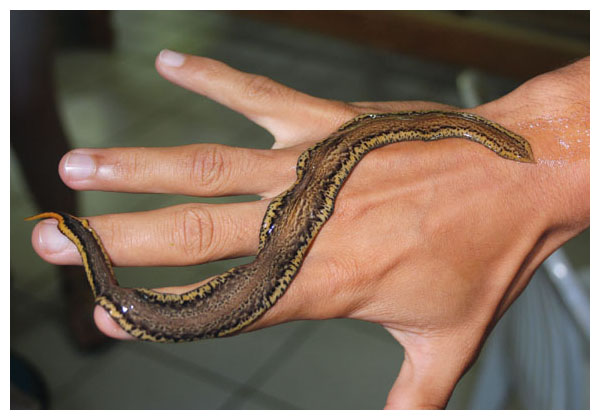 Two new species of Neotropical land flatworms (Platyhelminthes