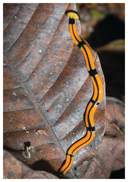 Some land planarians, such as this <em>Bipalium</em> species from Southeast Asia, are quite colorful. Others are harder to spot, but the dark, wet corners of greenhouses and gardens are a good place to start looking for them. <strong>Jason Bazzano/Alamy Stock Photo</strong>