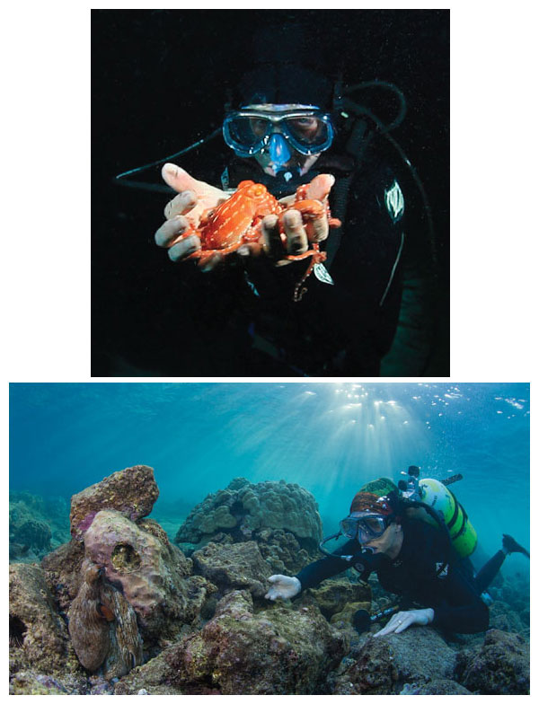 In the top image, Drew Harvell is seen holding an ornate octopus (Callistoctopus ornatus), known for its unusual shade of orange, with bright white spots and dashes along its arms. Seemingly unfazed by the attention of the divers, the octopus reached out to touch Harvell with a tentacle several times during the encounter. Above, Harvell approaches a well camouflaged day octopus (Octopus cyanea), seen draped over a coral at the left-hand side of the photograph. The species is common off the Kona-Kohala coastline of the island of Hawaii, where the encounter took place. In spite of its name, the day octopus is most active at night. From <em>A Sea of Glass</em>. <strong>Photographs by David O. Brown</strong>