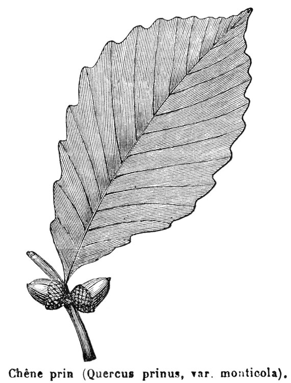 <em><strong>In his journal, Thoreau marveled at chestnut oak leaves in spring: "They seem to expand before our eyes, like the wings of moths fallen from the cocoon."</strong></em>
