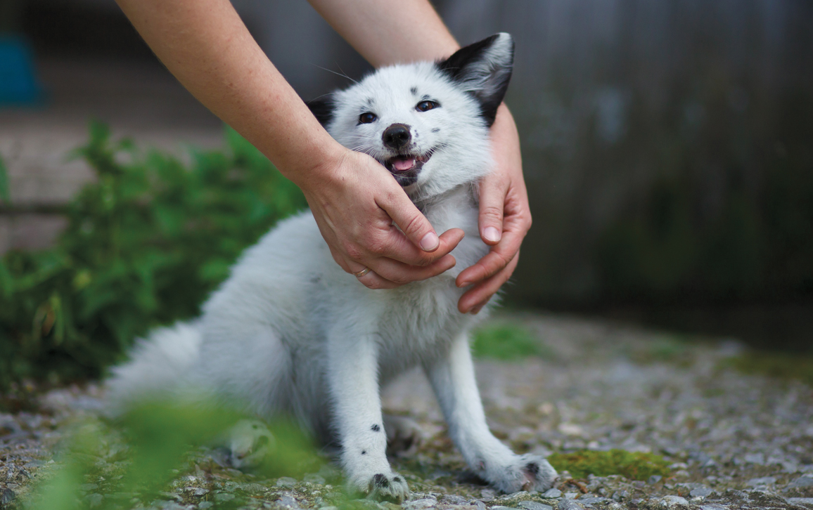 dog and a fox