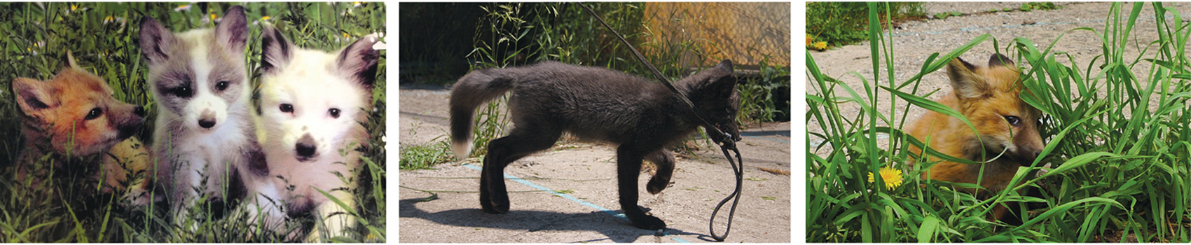 Three domesticated fox pups sitting in a field (above), along with one holding a leash in its mouth (center), and one peeking through plants (right), show the range of variation in pigmentation that is possible with domesticated foxes. The process of domestication can alter the timing of development in the earliest stages. One gene the team identified, called Star, affects the migration rate of an embryo’s melanoblasts, precursors to pigment cells that color fur. Researchers in the study have also observed that domesticated foxes have lower levels of stress hormones (called corticosteroids), and produce higher levels of serotonin, sometimes dubbed the “happiness chemical.” 
