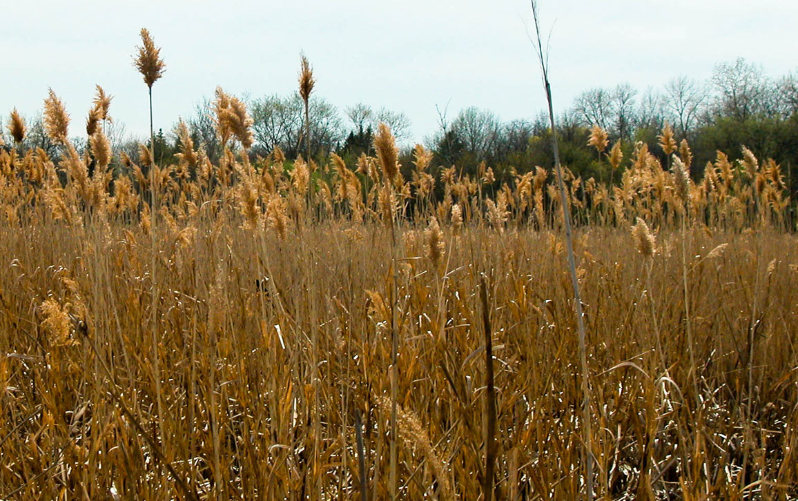 Wolf Road Prairie grasses