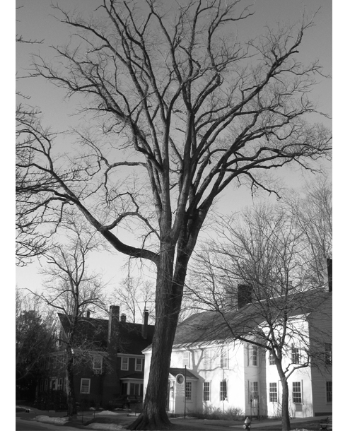 Concord elm