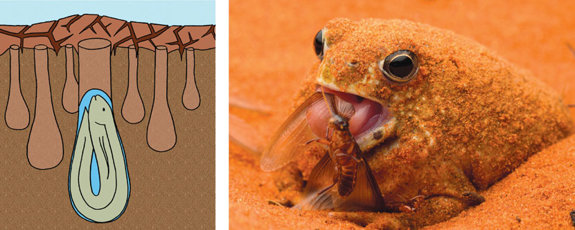 The Evolutionary Advantage of Burrowing Underground | American Scientist The Evolutionary Advantage of Burrowing Underground | American Scientist