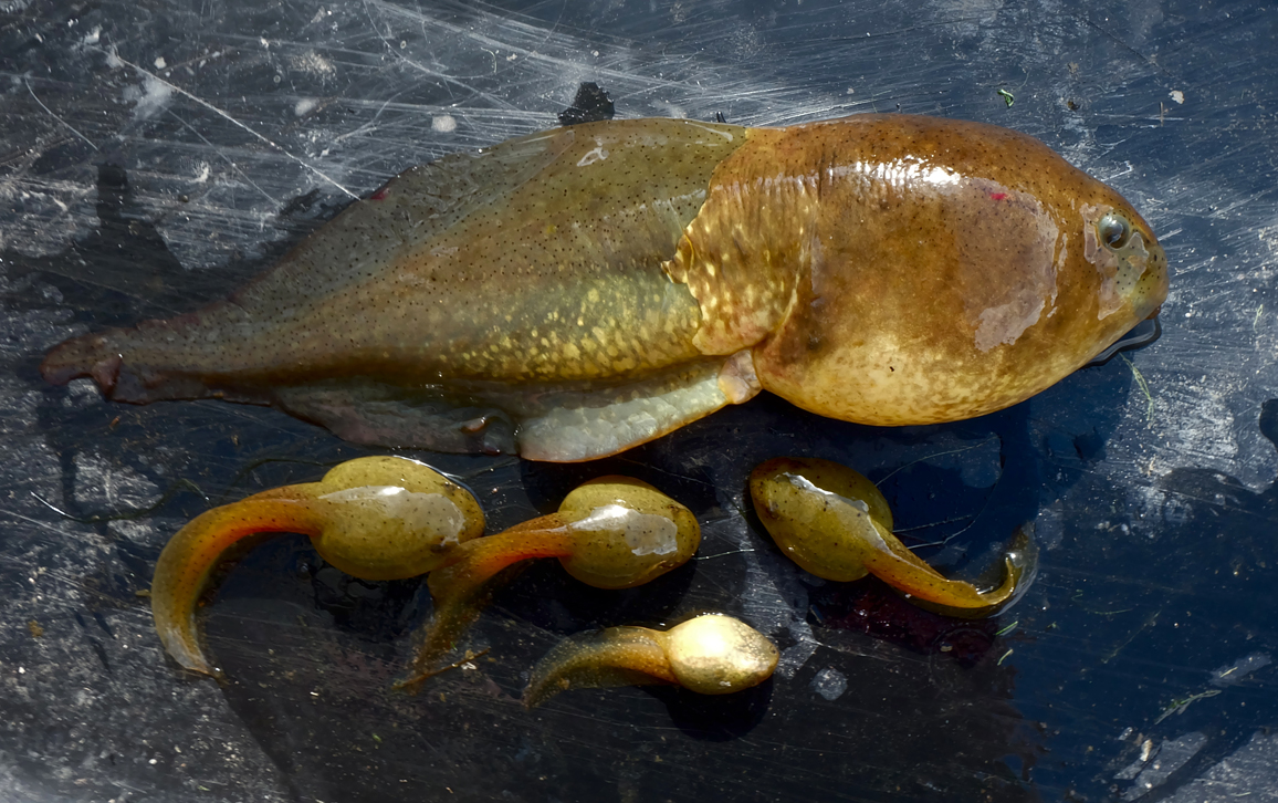 Behold The Giant Baby Tadpole Everything Else Quarter To Three Forums