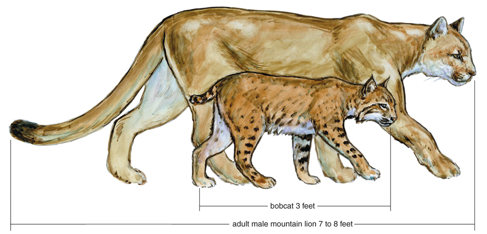 north american cougar size