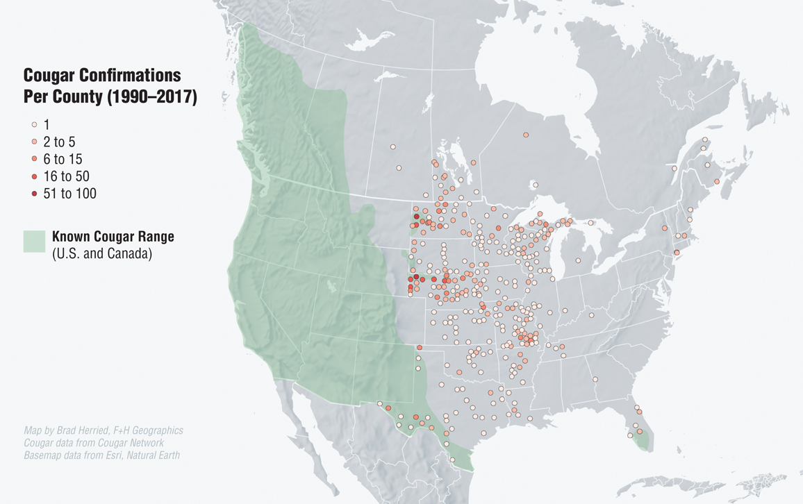 american cougar range