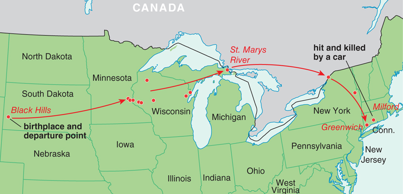 Eastern puma range 2025
