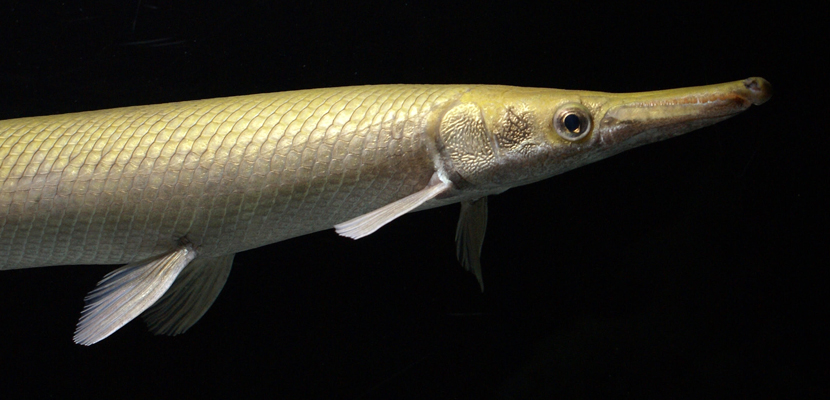 Giant Alligator Gar: Trash Fish or Trophy Gamefish?