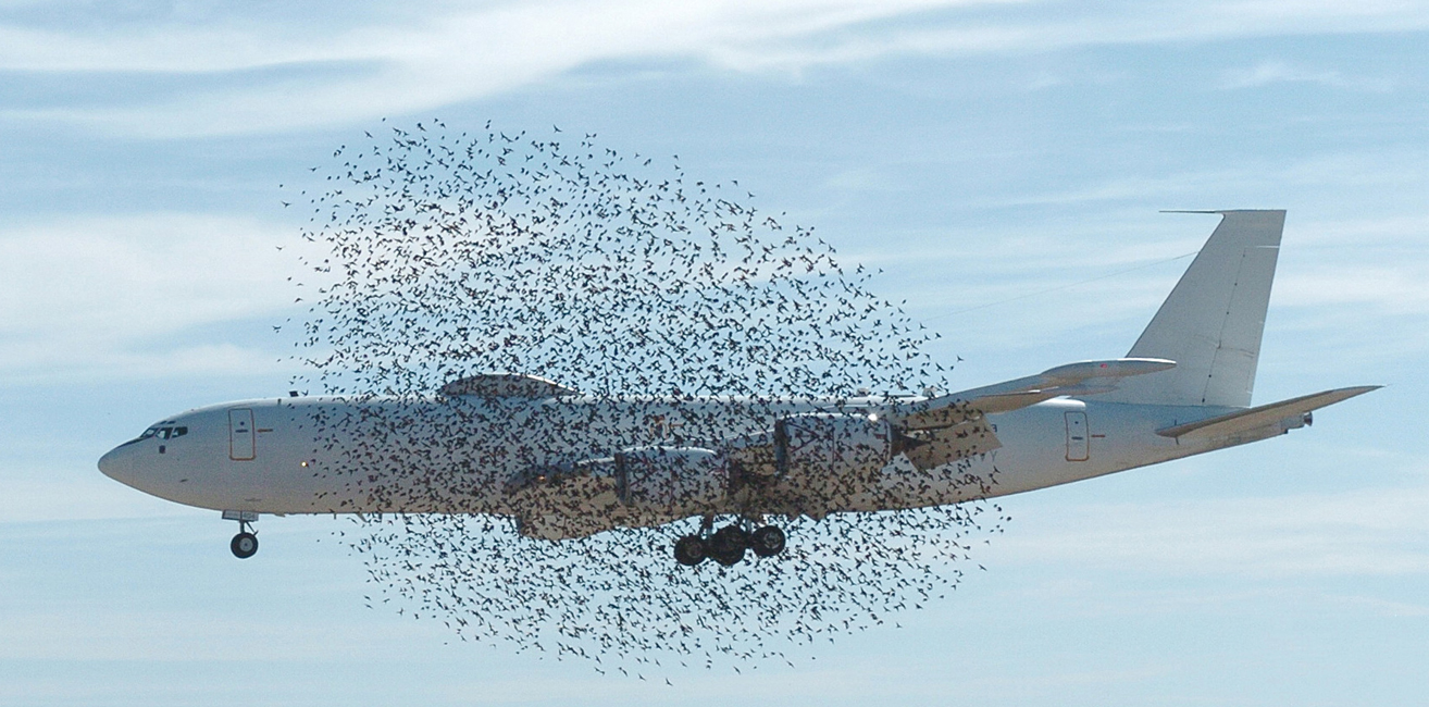 Keeping Birds Out Of Jet Engines American Scientist Keeping Birds Out Of Jet Engines American Scientist