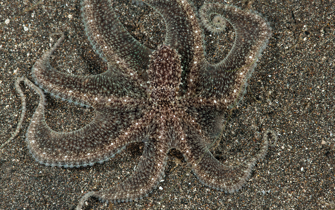 Sneaky Cephalopods | American Scientist