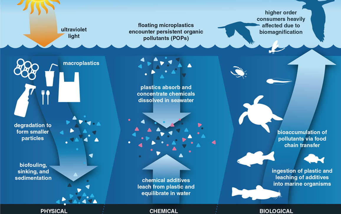 Plastics, Plastics Everywhere | American Scientist