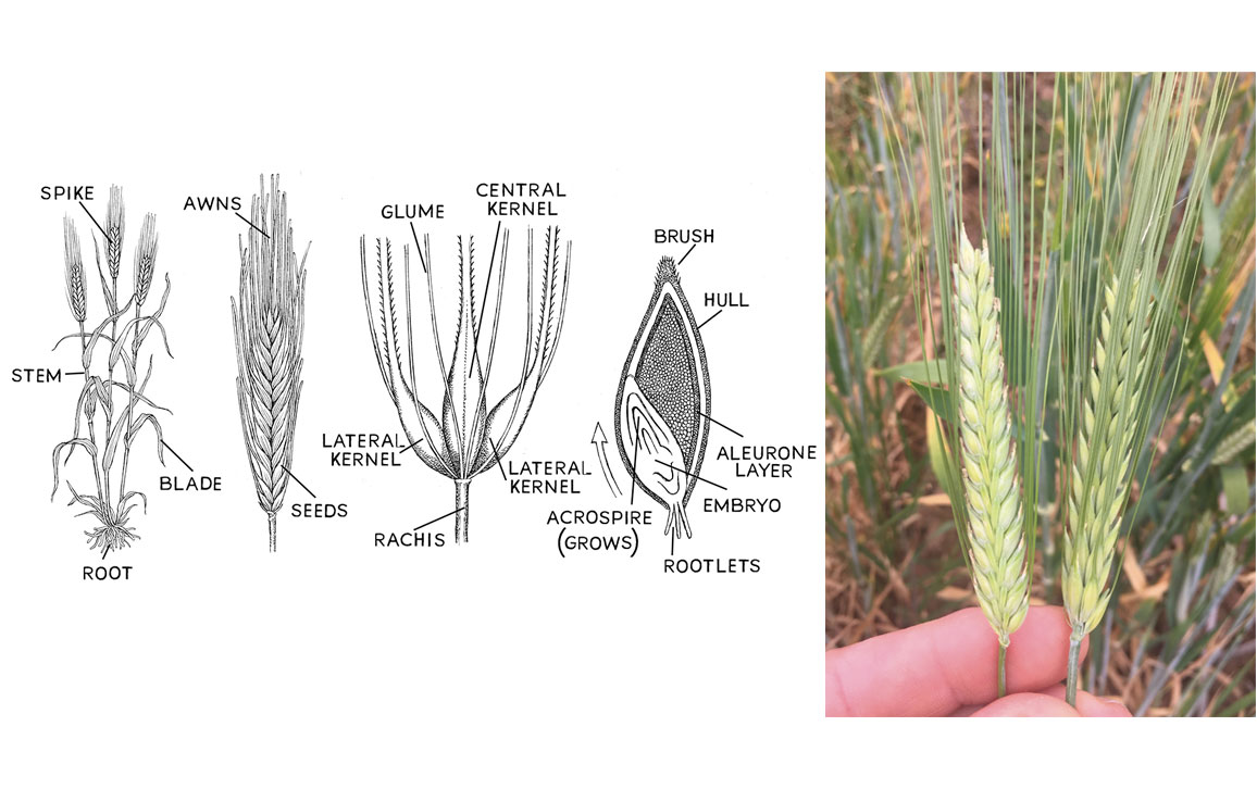 barley vs wheat plant