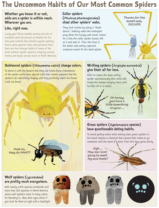 Spiders are relatively harmless despite their scary appearance. They have  adapted to live in nearly every single habitat and are …